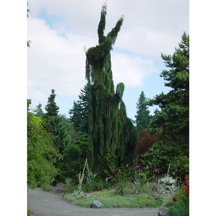 <em>Sequoiadendron giganteum</em> 'Pendulum'