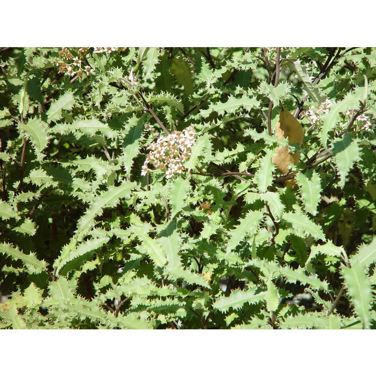 <em>Olearia ilicifolia</em>