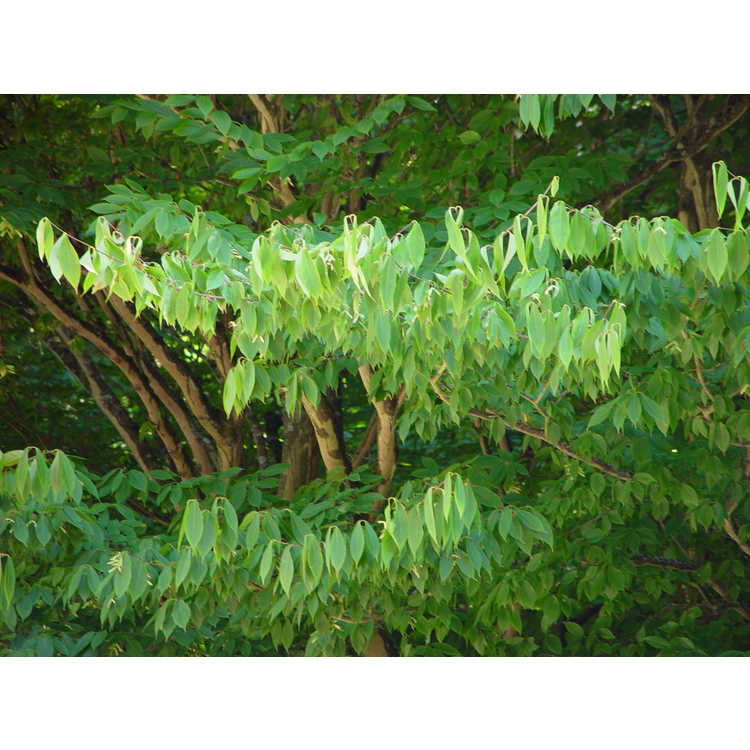 <em>Acer carpinifolium</em>