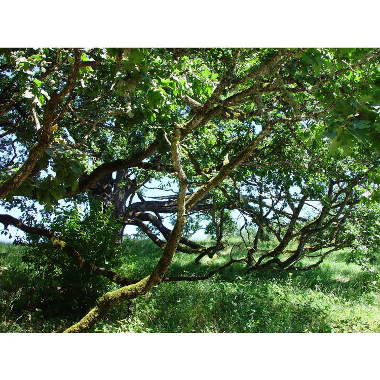 <em>Quercus garryana</em>