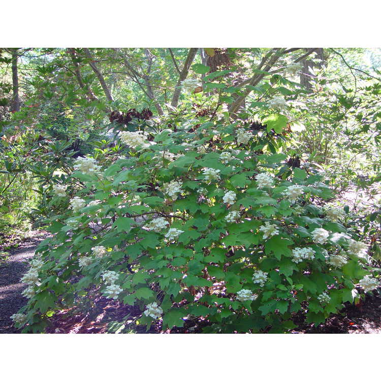 <em>Hydrangea quercifolia</em>
