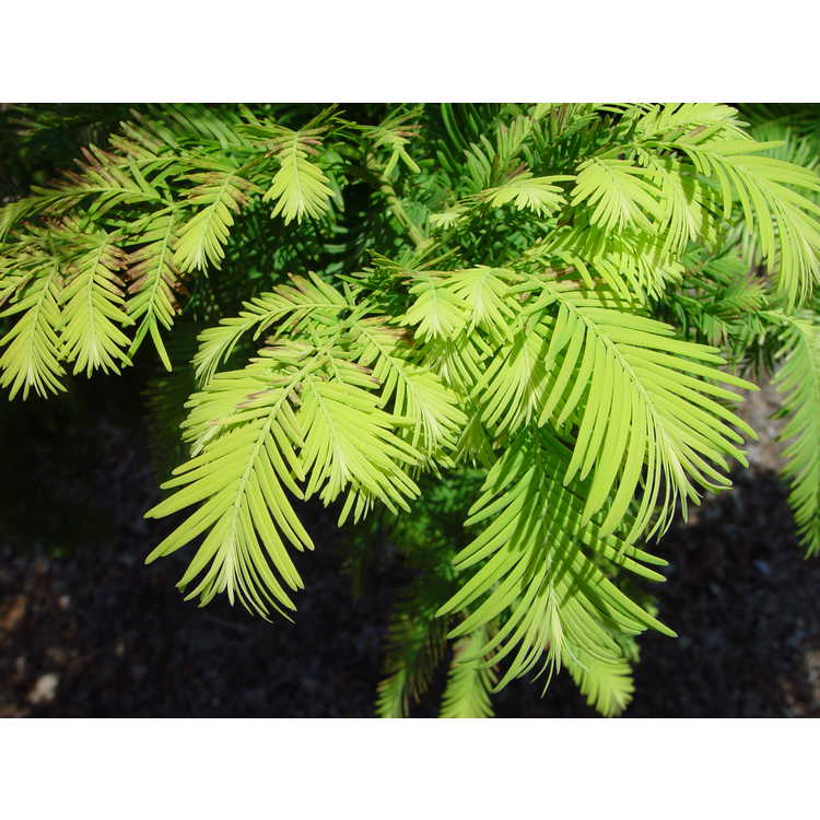 Metasequoia glyptostroboides 'Ogon' - golden dawn redwood