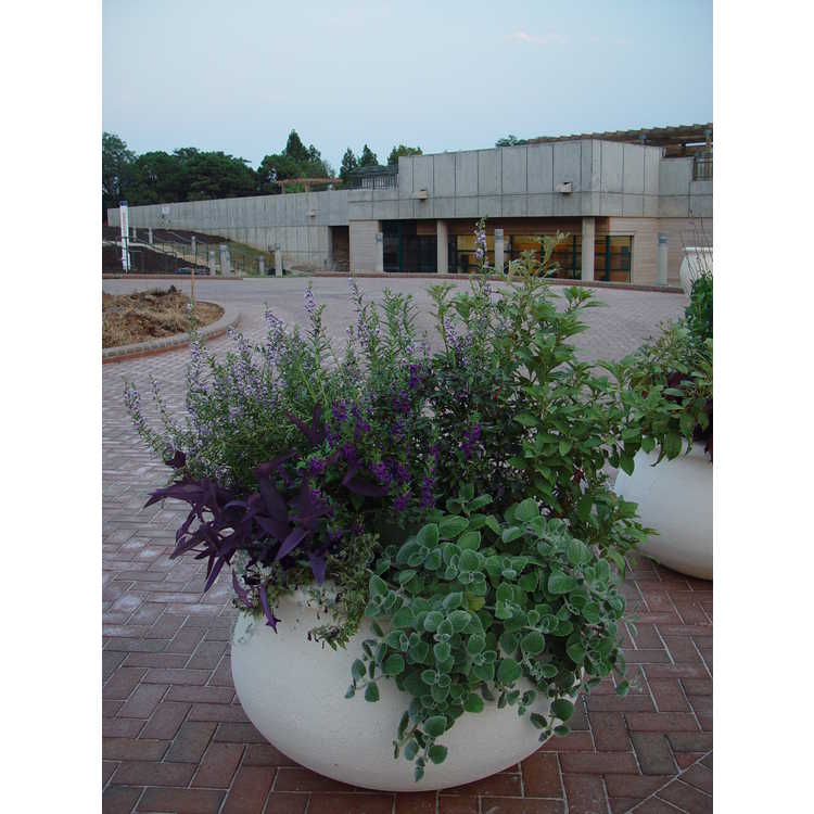 Charlotte and LeRoy B. Martin Parking Circle Container Garden