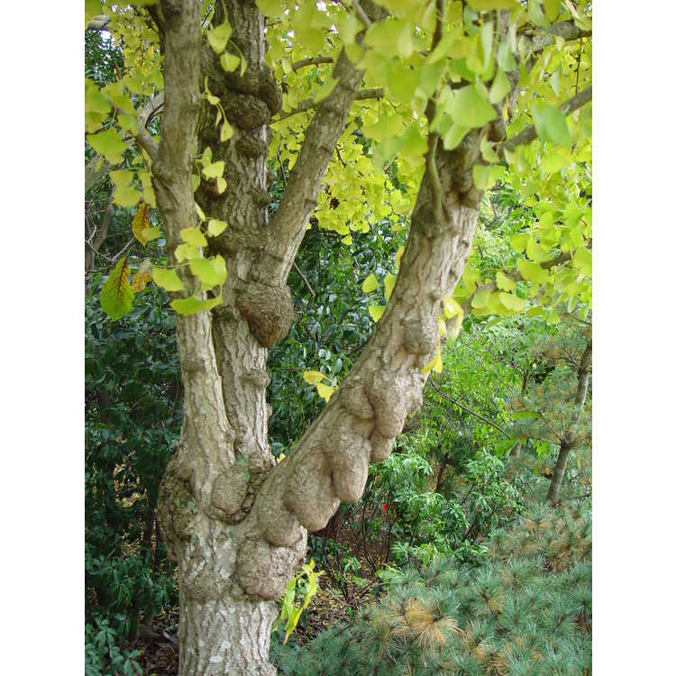 Ginkgo biloba 'Tschi Tschi' - maidenhair tree