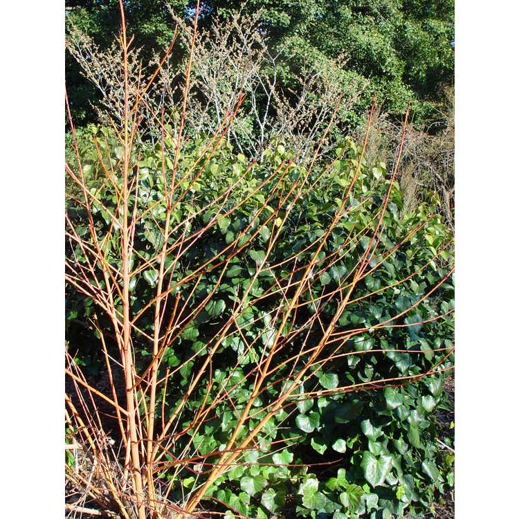 Cornus sanguinea 'Midwinter Fire' - bloodtwig dogwood