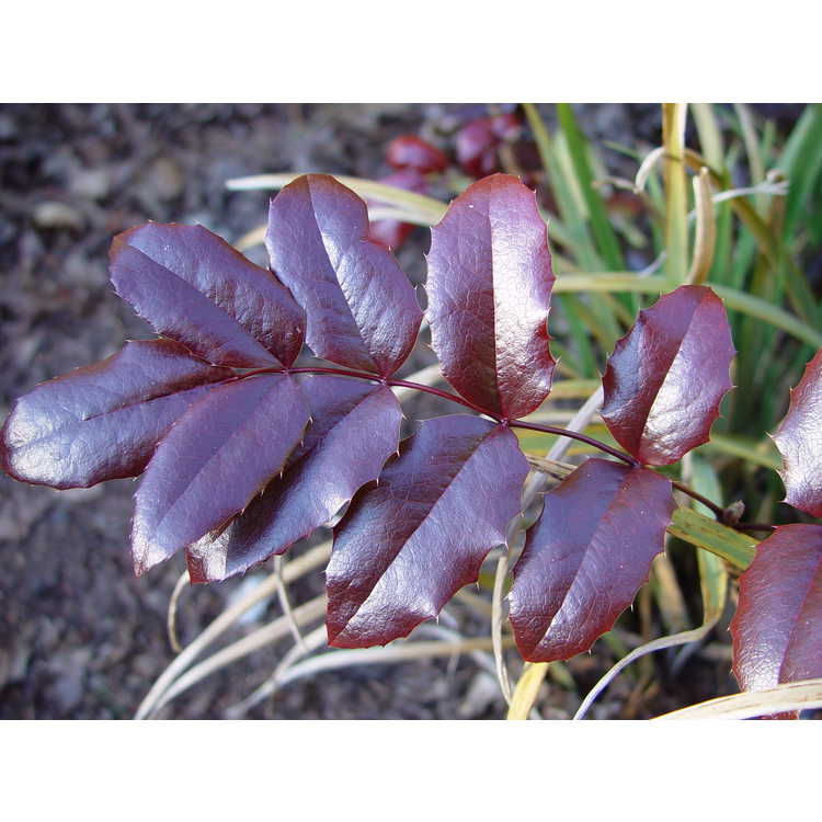 Mahonia aquifolium 'Orange Flame' - Oregon grapeholly