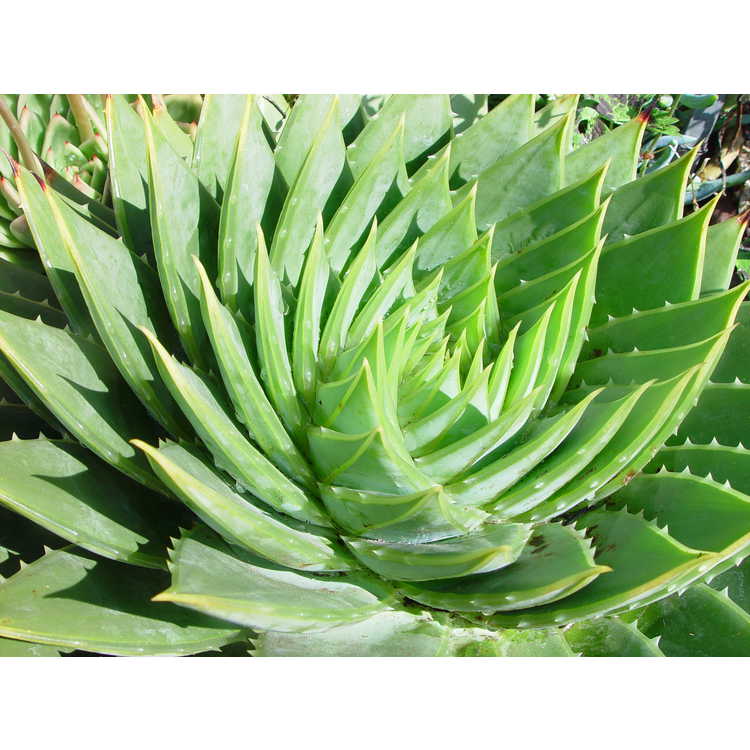 <em>Aloe polyphylla</em>