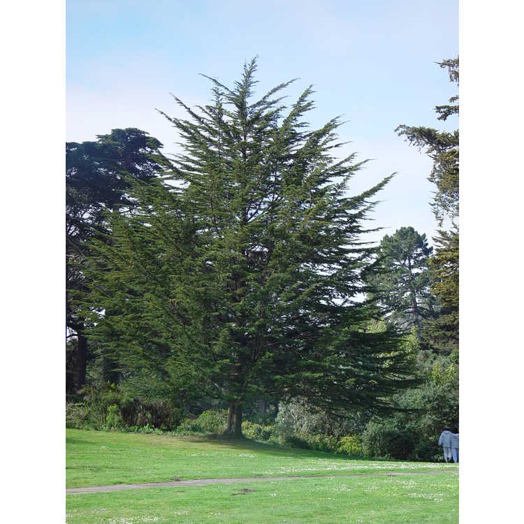 Monterey cypress