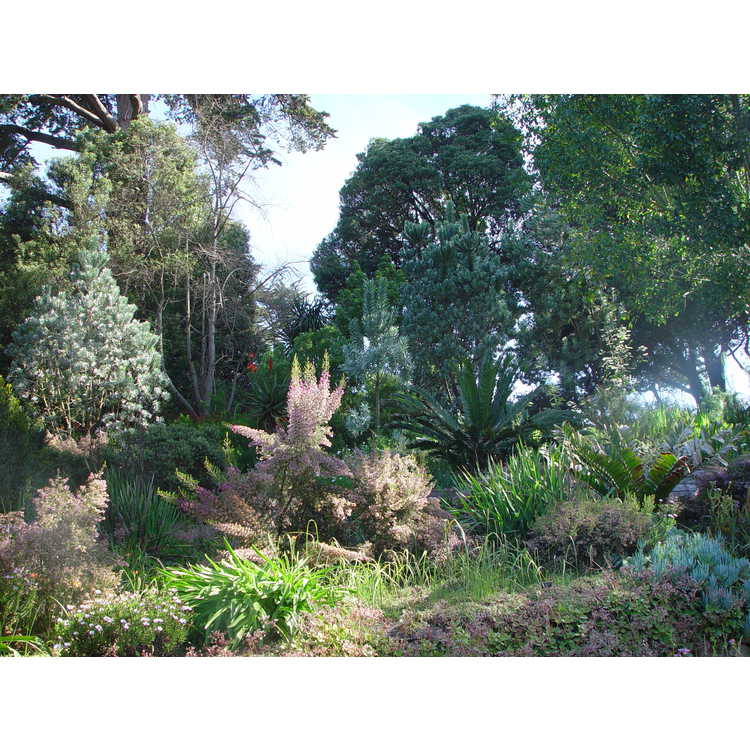Strybing Arboretum and Botanical Gardens