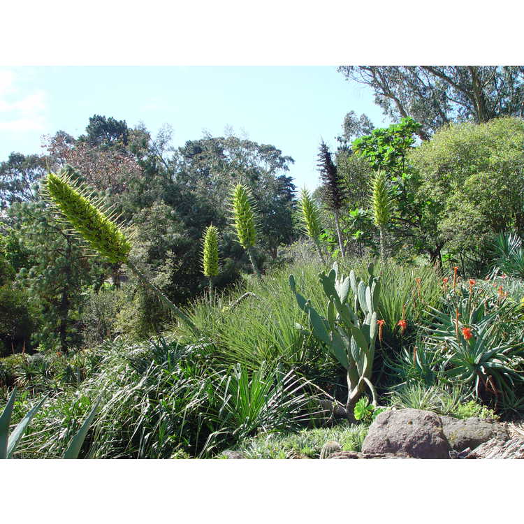 Strybing Arboretum and Botanical Gardens