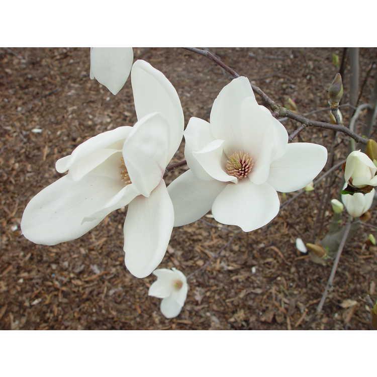 Magnolia cylindrica