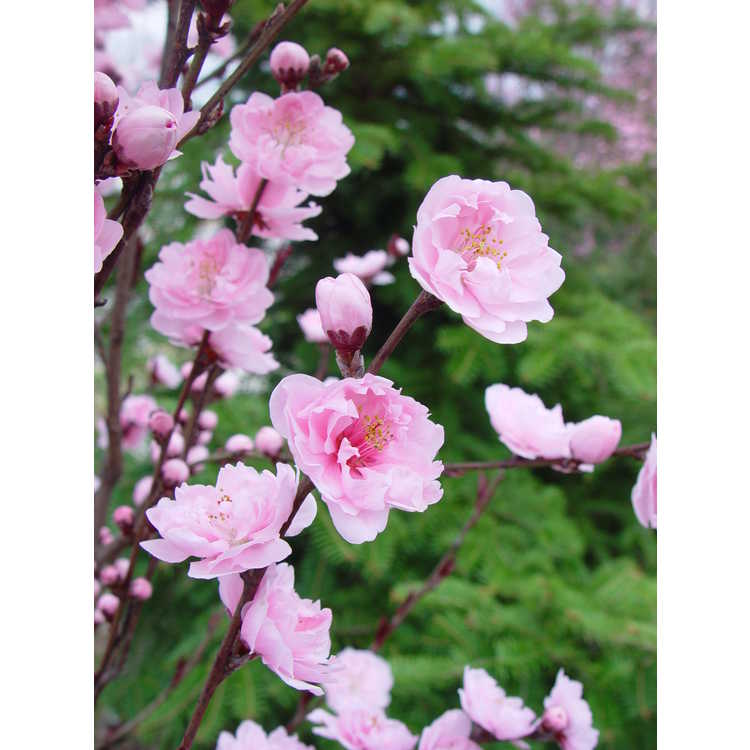columnar flowering peach