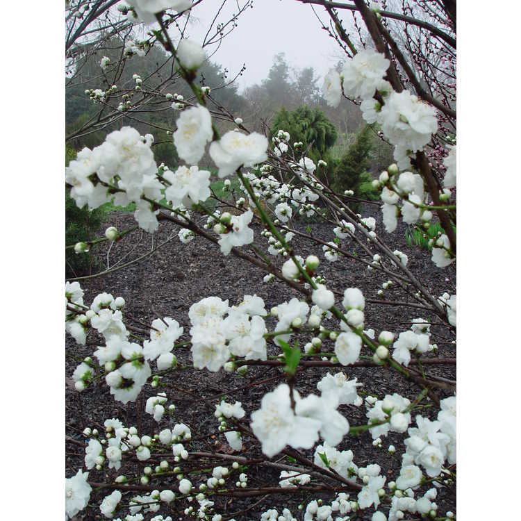 <em>Prunus persica</em> 'Corinthian White'