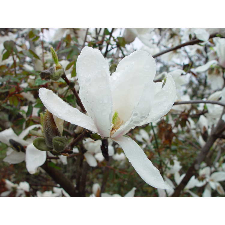 Magnolia ×soulangeana 'Speciosa'