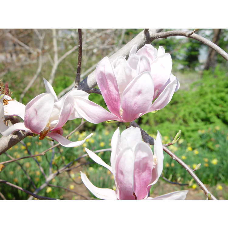 Magnolia 'Eskimo' - Kehr hybrid magnolia