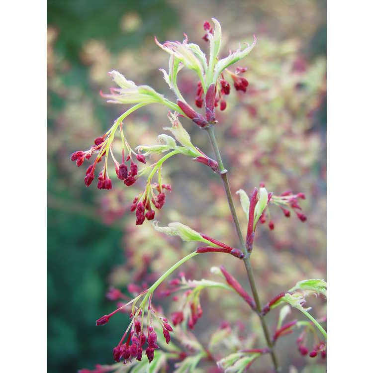 Acer palmatum 'Butterfly' - variegated Japanese maple
