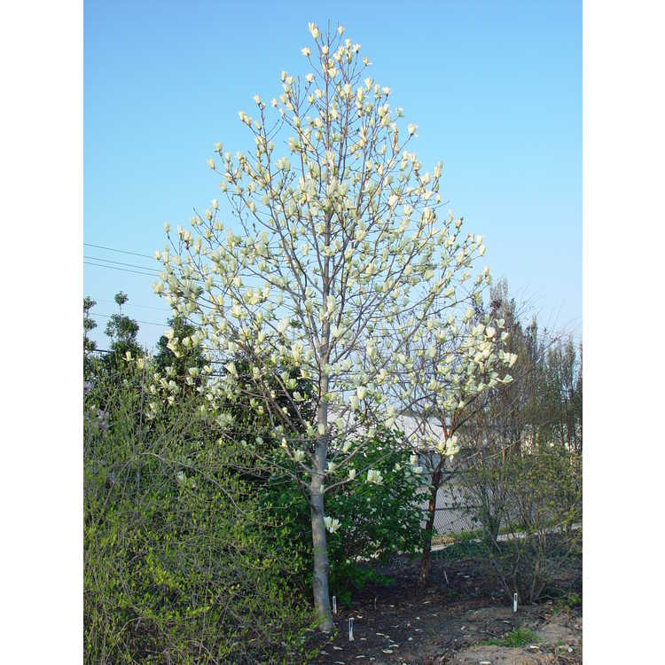 Magnolia 'Legend' - Leach hybrid magnolia