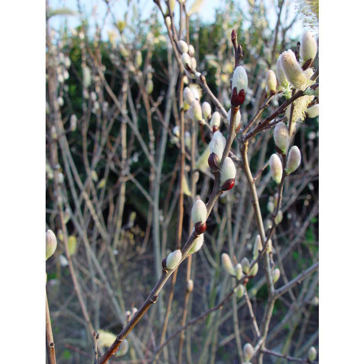 Salix cinerea 'Tricolor' - variegated grey willow