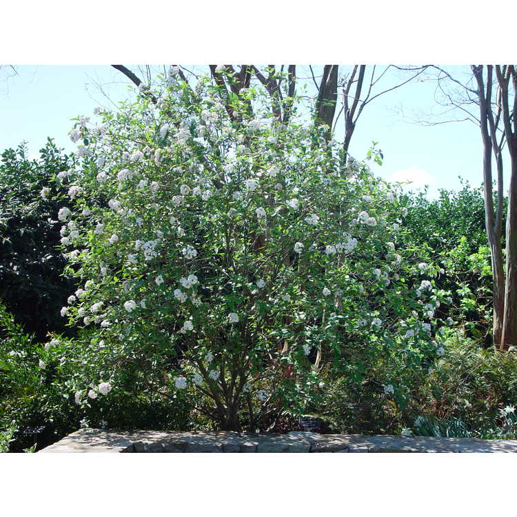 Viburnum ×burkwoodii 'Mohawk' - Egolf hybrid Burkwood viburnum