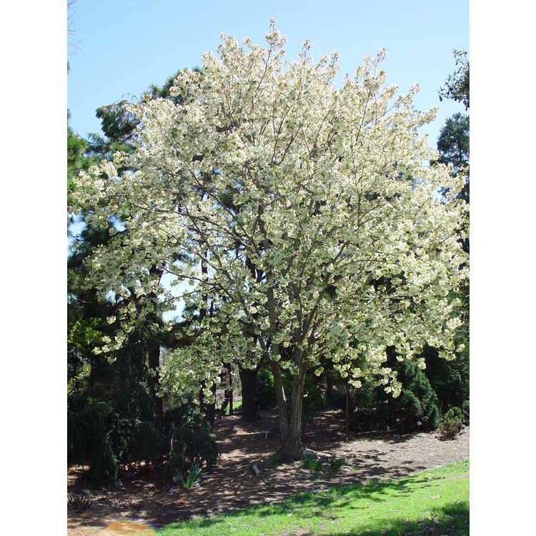 Prunus 'Ukon'