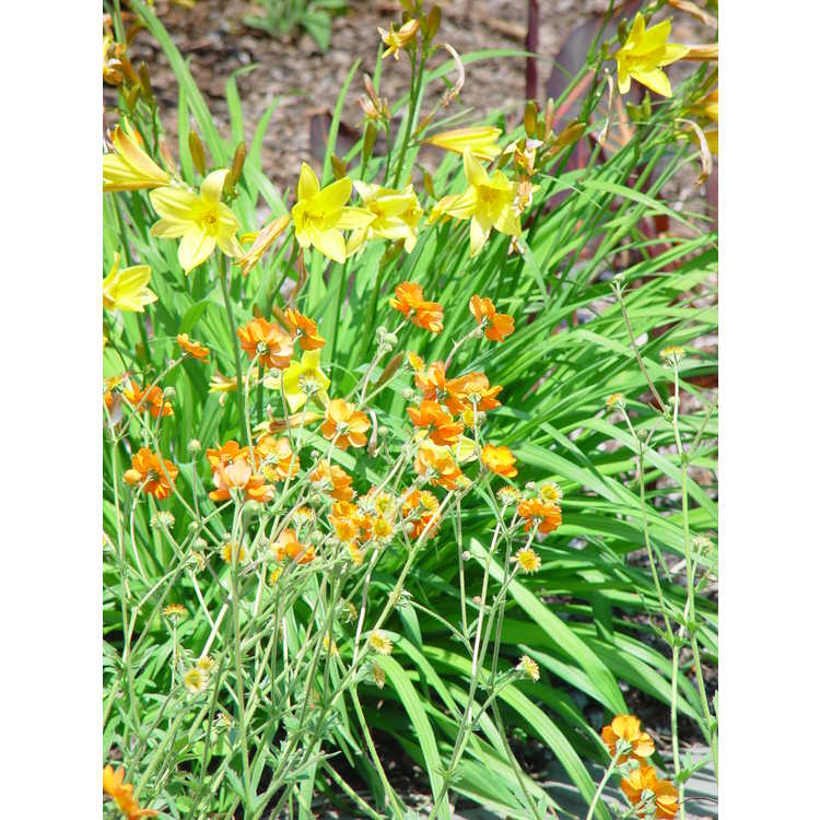 Hemerocallis dumortieri - early daylily
