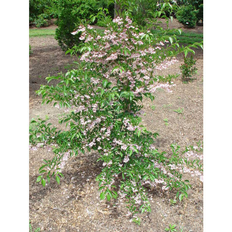 Styrax japonicus 'Pink Chimes' - pink Japanese snowbell
