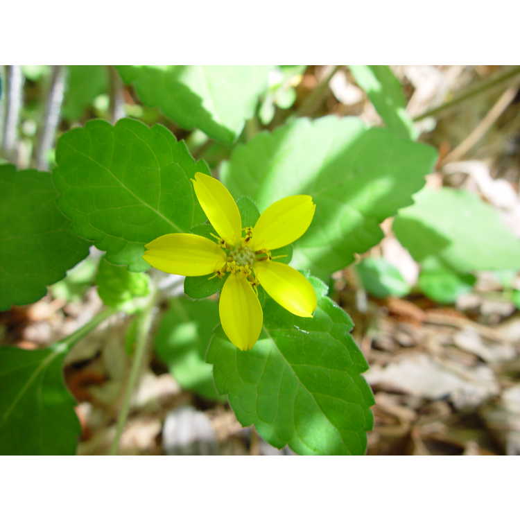 Chrysogonum virginianum - green-and-gold
