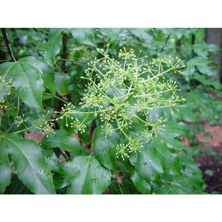 Dendropanax trifidus - tree ivy
