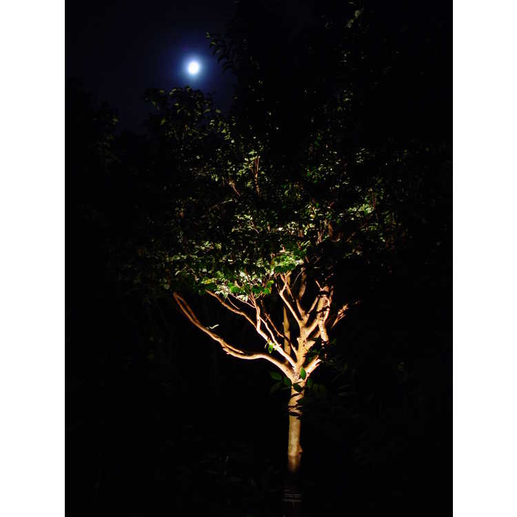 ''Moonlight'' in the Garden