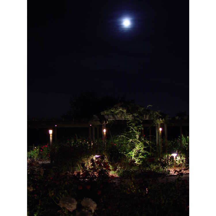 ''Moonlight'' in the Garden
