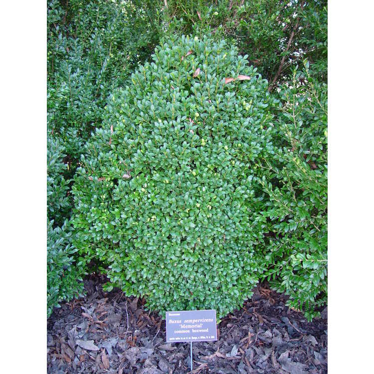 Buxus sempervirens 'Memorial' - common boxwood