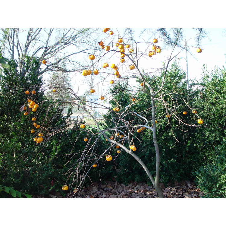 Diospyros kaki - Japanese persimmon