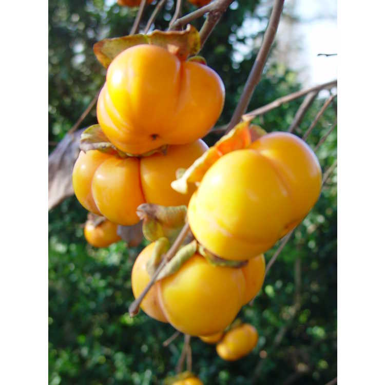 Diospyros kaki - Japanese persimmon