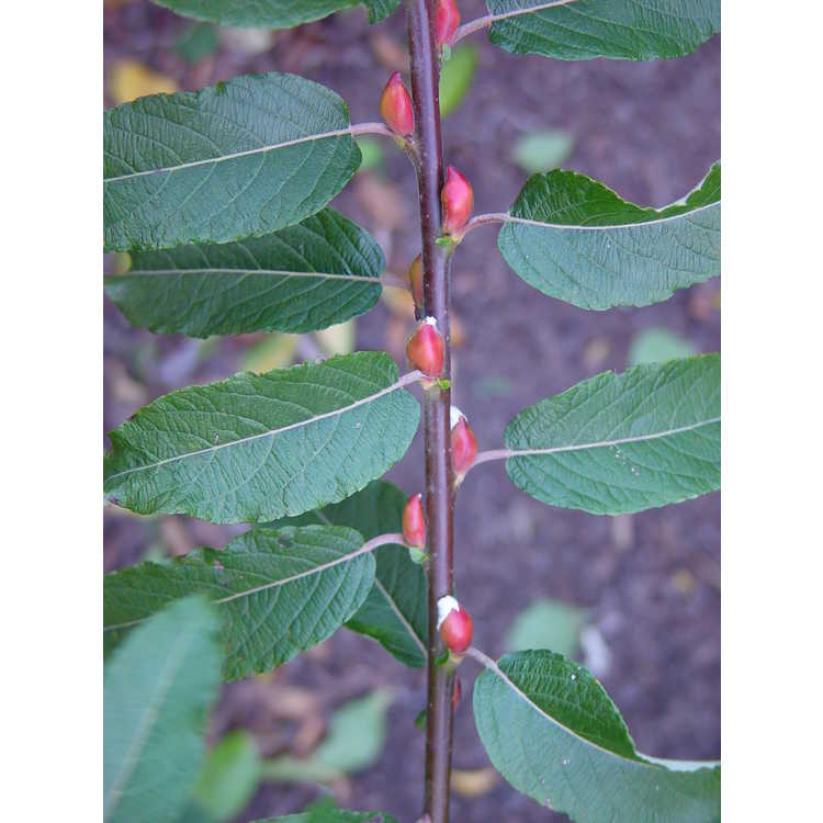 <em>Salix chaenomeloides</em> 'Mount Aso'