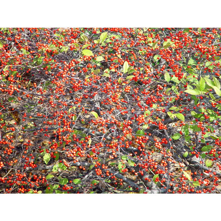 Ilex 'Carolina Cardinal' - hybrid winterberry holly