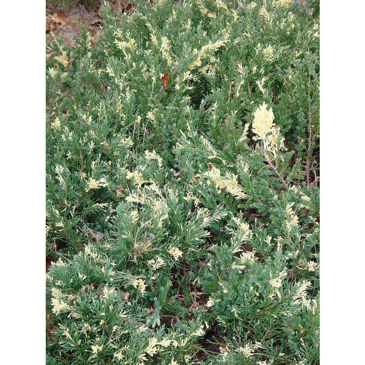 <em>Juniperus chinensis</em> 'Expansa Variegata'