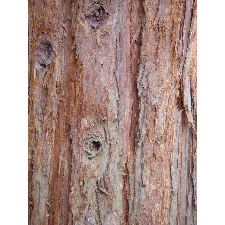 Sequoia sempervirens 'Soquel'