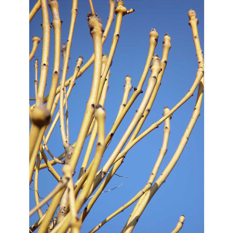 Fraxinus excelsior 'Handes' - Golden Desert gold-twig European ash