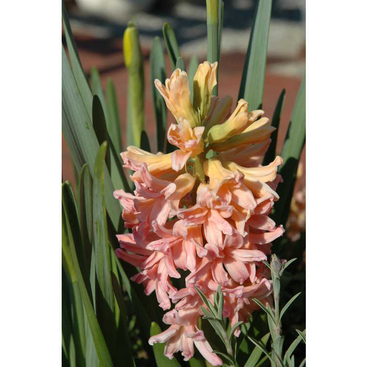 <em>Hyacinthus orientalis</em> 'Gipsy Queen'