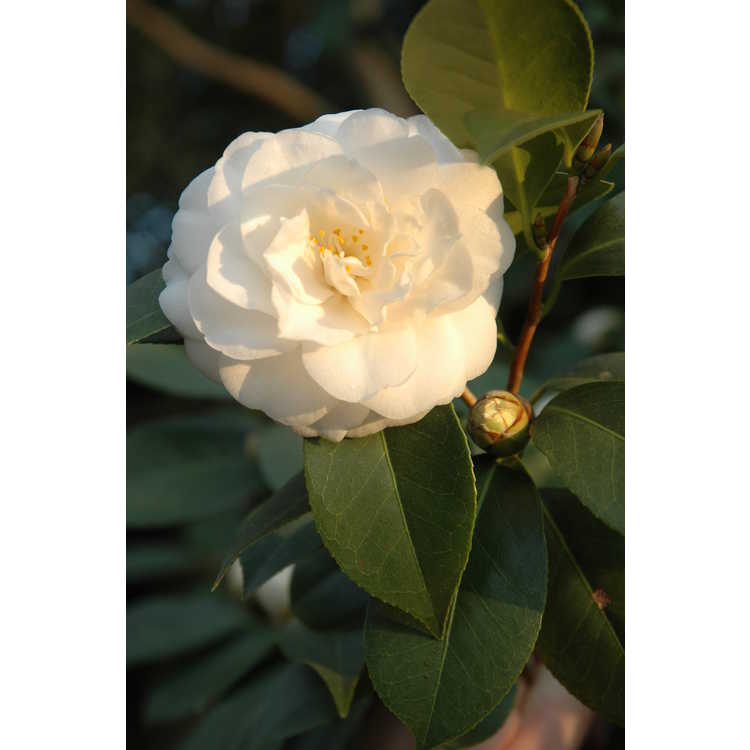 Camellia japonica 'White Perfection' - Japanese camellia