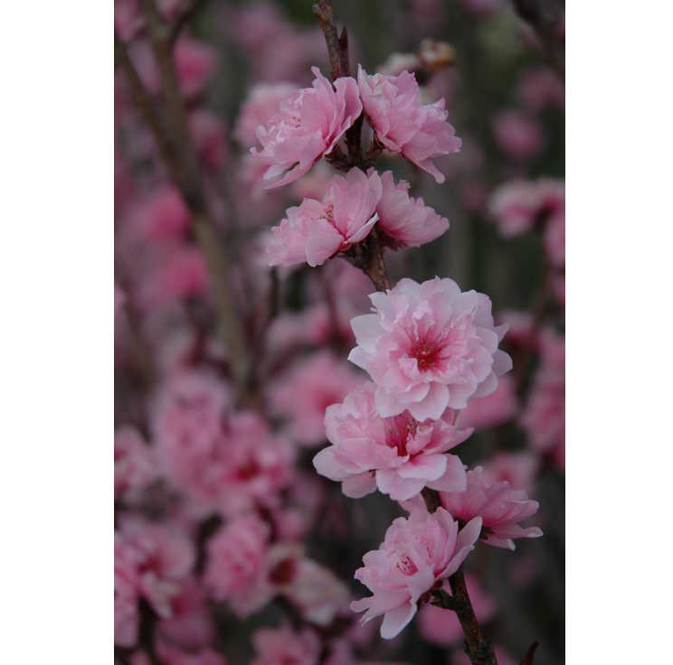 <em>Prunus persica</em> 'Corinthian Pink'