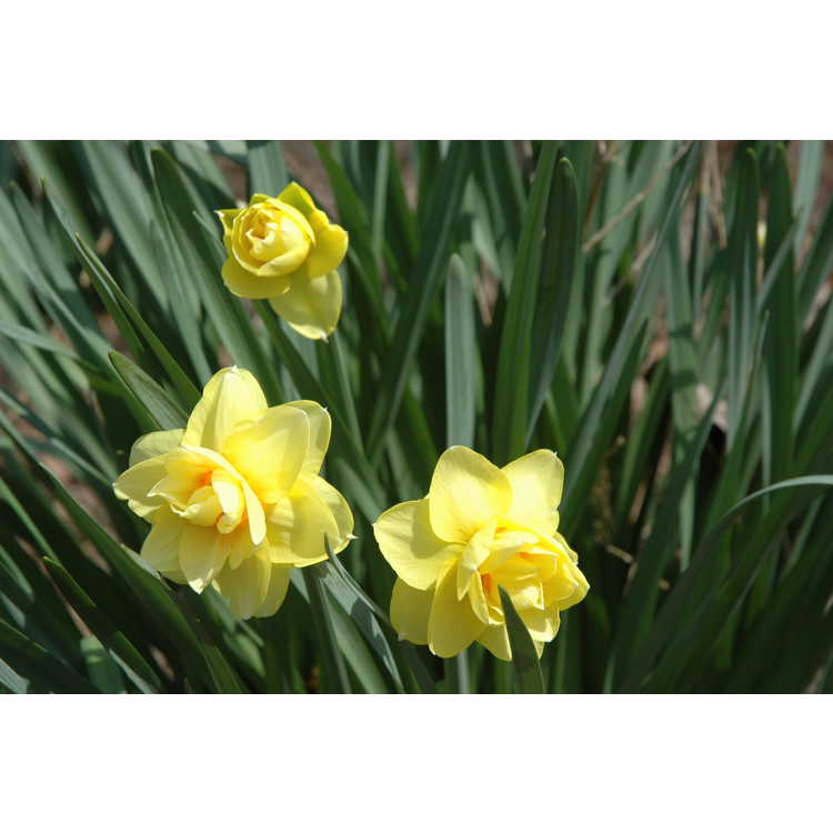 Narcissus 'Tahiti' - double daffodil
