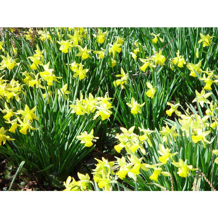 Narcissus 'February Gold' - cyclamineus daffodil