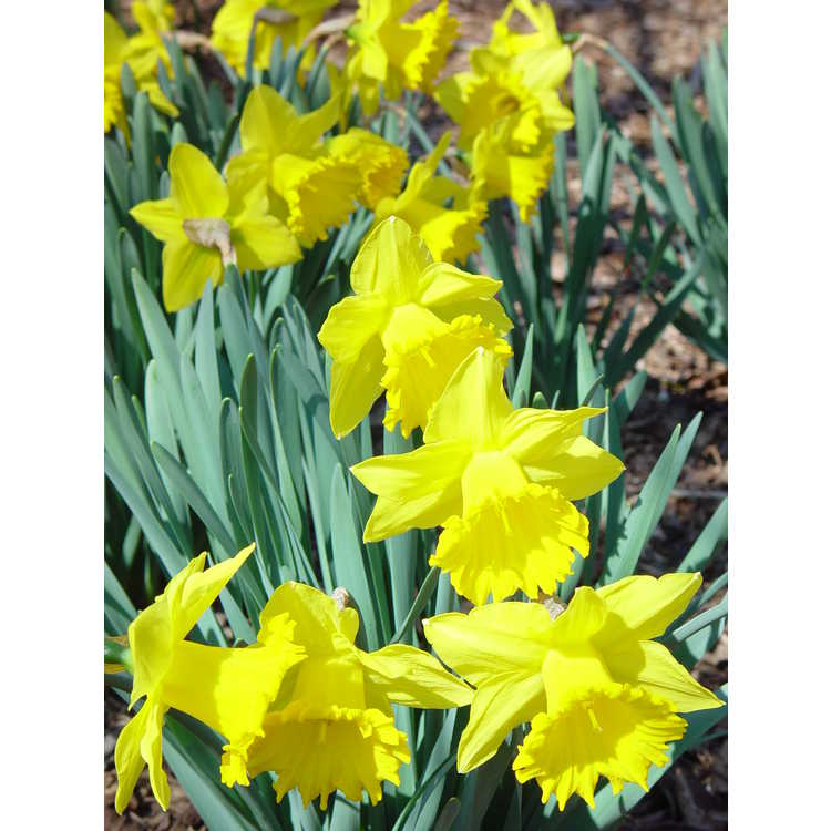 Narcissus 'Cyclops' - small-cupped daffodil