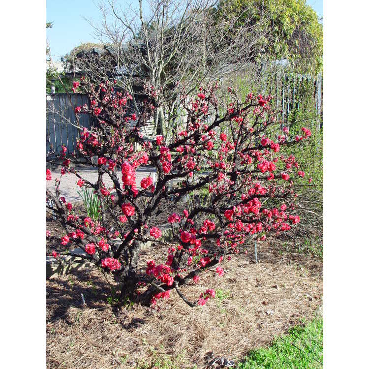 Prunus persica 'NCSU Dwarf Double Red'