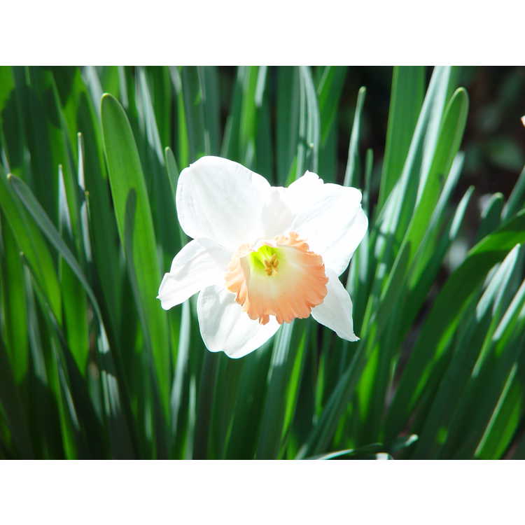 Narcissus 'Pink Charm' - large-cupped daffodil