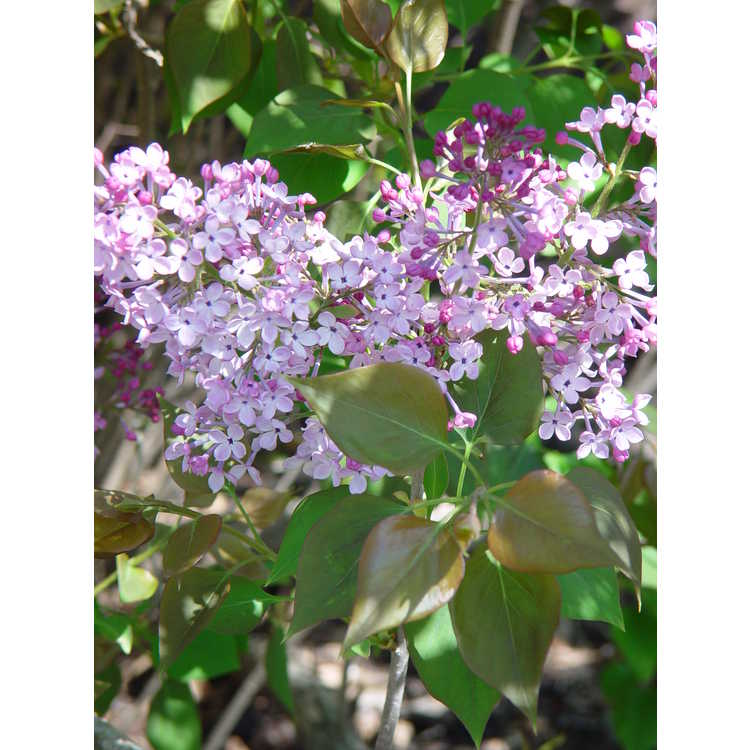 Syringa oblata subsp. dilatata - Korean early lilac