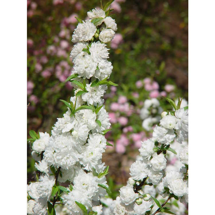 Prunus glandulosa 'Alba Plena' - white dwarf flowering almond