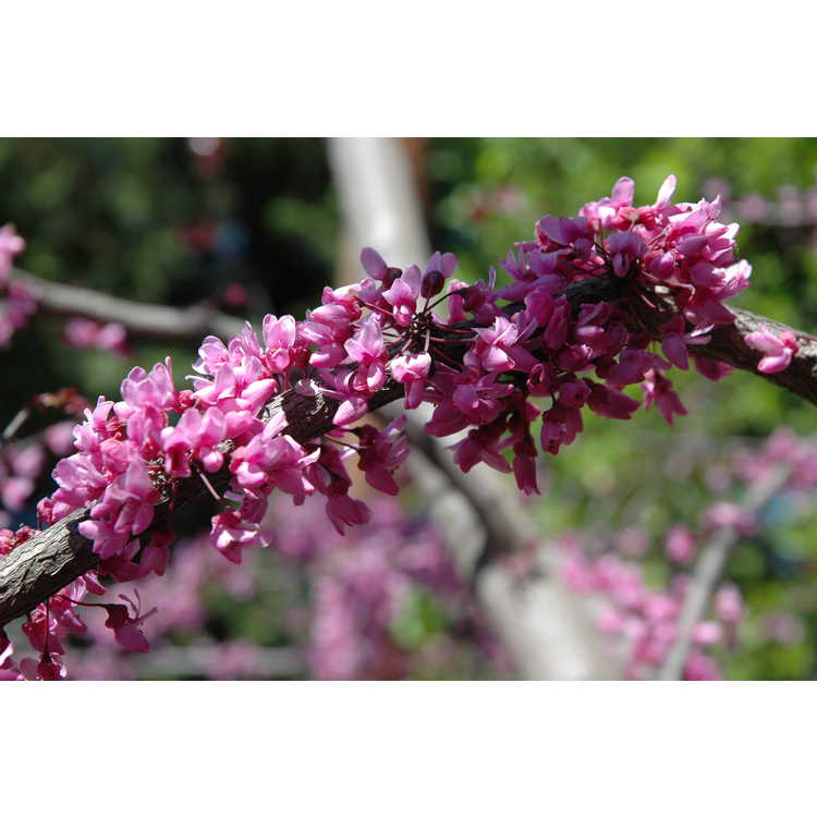 Cercis canadensis 'Forest Pansy' - purple-leaf eastern redbud