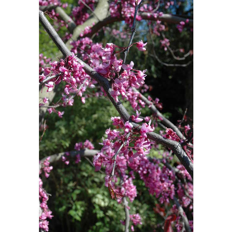 Cercis canadensis 'Forest Pansy' - purple-leaf eastern redbud